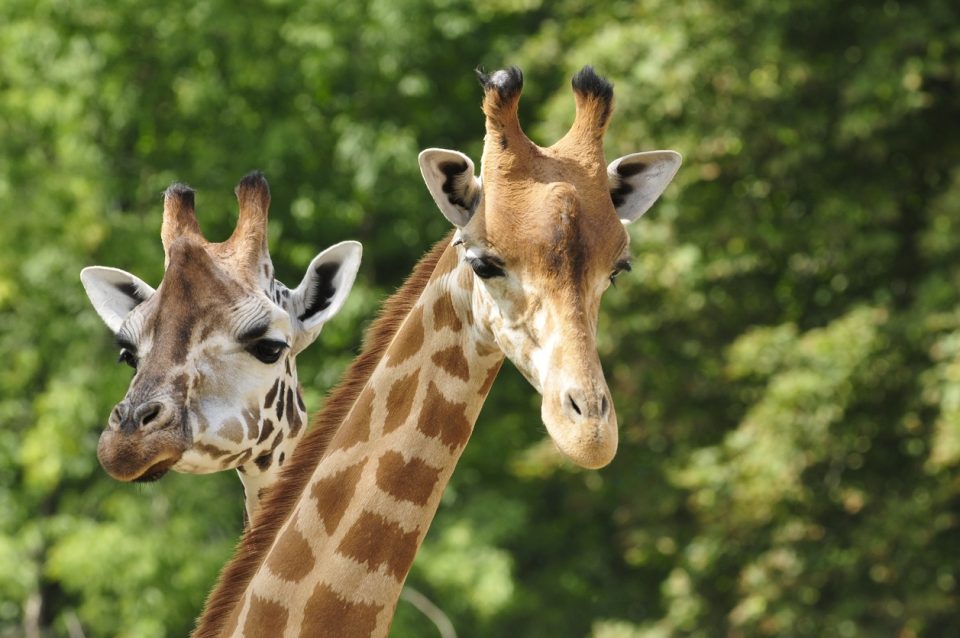 Natural Bridge Wildlife Ranch